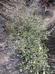 Helichrysum lanceolatum