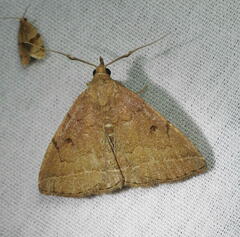 Zanclognatha marcidilinea