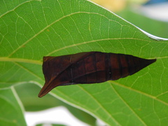 Graphium