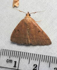 Zanclognatha marcidilinea