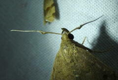 Zanclognatha marcidilinea