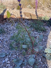 Chylismia