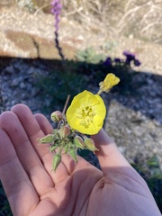 Chylismia