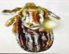 Dermacentor variabilis