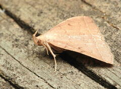 Zanclognatha marcidilinea