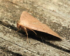 Zanclognatha marcidilinea