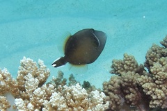 Sufflamen chrysopterum