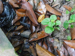 Pilea nummulariifolia