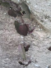 Bignonia