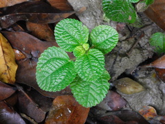 Pilea nummulariifolia
