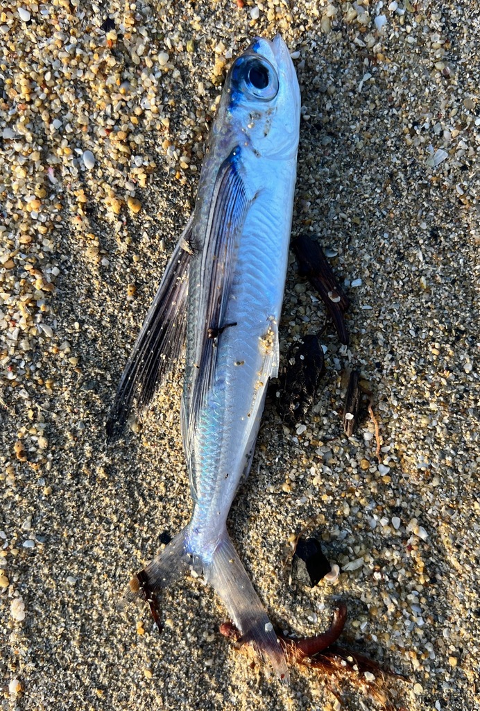 Flyingfishes from Esperanza, Vieques 00765, Puerto Rico on November 18 ...