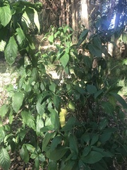 Odontonema