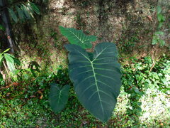 Xanthosoma sagittifolium