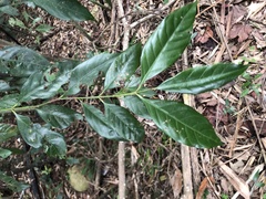 Aidia cochinchinensis