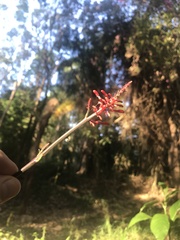 Odontonema