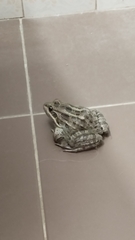 Leptodactylus luctator