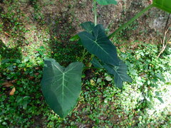 Xanthosoma sagittifolium