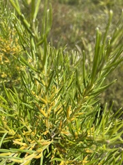 Persoonia linearis