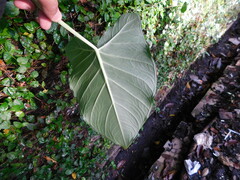 Xanthosoma sagittifolium