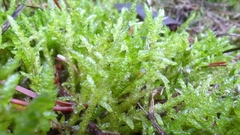 Pseudoscleropodium