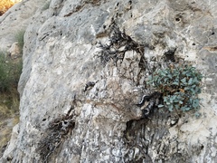 Penstemon petiolatus