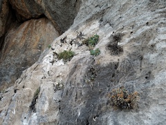 Penstemon petiolatus