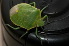 Chlorochroa uhleri