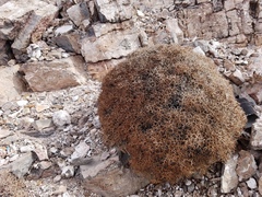 Eriogonum heermannii