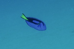Paracanthurus hepatus