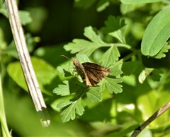 Anisochoria sublimbata