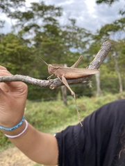 Xyleus discoideus
