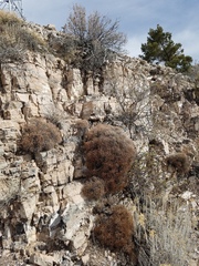 Eriogonum heermannii