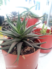 Aristaloe aristata
