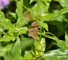Anisochoria sublimbata