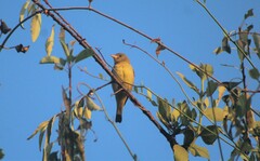 Leiothlypis ruficapilla