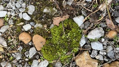 Physcomitrium pyriforme