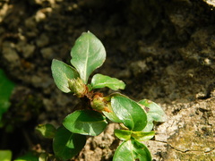 Alternanthera