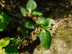 Alternanthera
