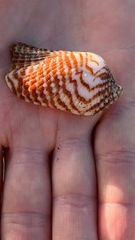 Arca zebra