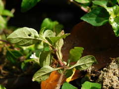 Alternanthera