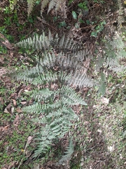Pteridium aquilinum