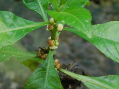 Struchium sparganophorum