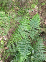 Pteridium aquilinum