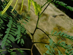 Delonix regia