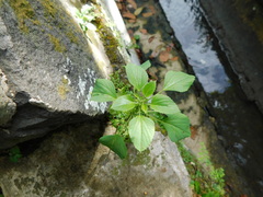 Acalypha indica