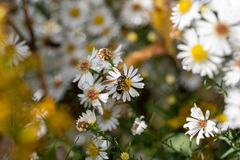 Ancistrocerus catskill