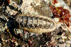 Stenoplax heathiana