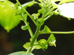 Acalypha indica