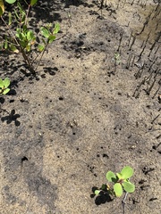 Leptuca leptodactyla