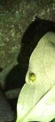 Araneus unanimus